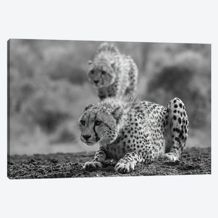 Cheetahs In Black And White Canvas Print #RLT145} by Robin Scholte Canvas Art