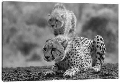 Cheetahs In Black And White Canvas Art Print - Cheetah Art