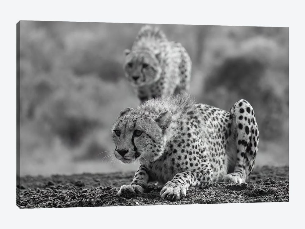 Cheetahs In Black And White by Robin Scholte 1-piece Canvas Print