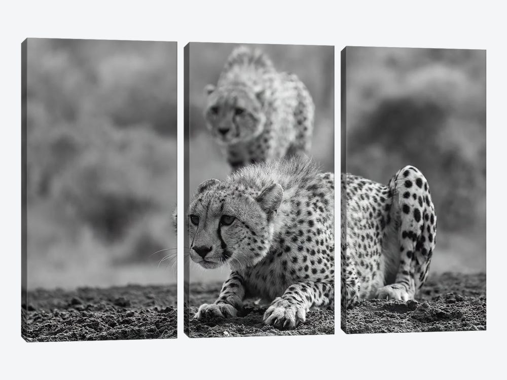 Cheetahs In Black And White by Robin Scholte 3-piece Canvas Print