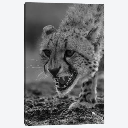 Cheetah Power, Close-Up In Black And White Canvas Print #RLT147} by Robin Scholte Canvas Artwork