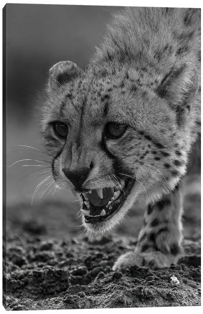 Cheetah Power, Close-Up In Black And White Canvas Art Print - Cheetah Art