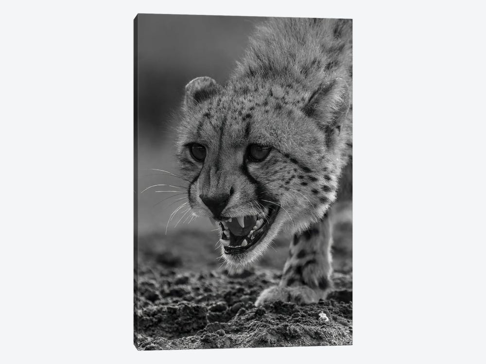 Cheetah Power, Close-Up In Black And White by Robin Scholte 1-piece Canvas Art Print