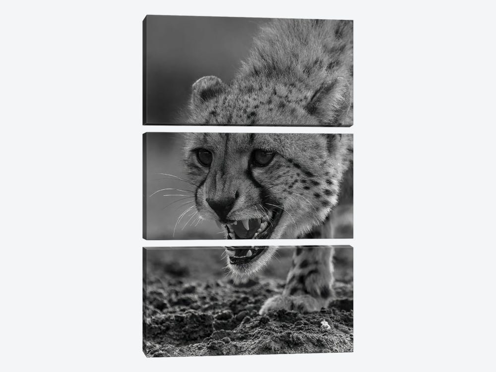 Cheetah Power, Close-Up In Black And White by Robin Scholte 3-piece Art Print