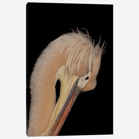Shy Pelican Canvas Print #RLT14} by Robin Scholte Canvas Art Print