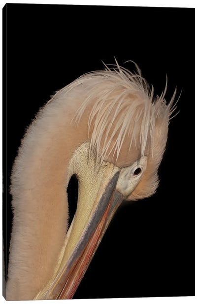 Shy Pelican Canvas Art Print - Robin Scholte