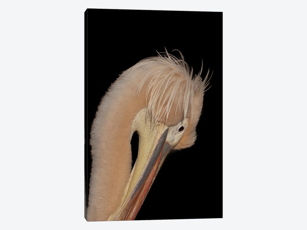 Shy Pelican by Robin Scholte 1-piece Canvas Print
