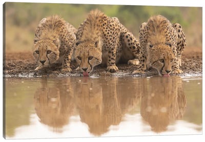 Three Cheetah Sisters Drinking Canvas Art Print - Cheetah Art