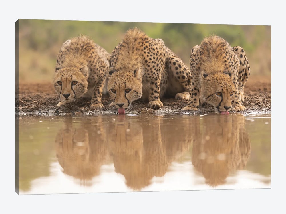 Three Cheetah Sisters Drinking by Robin Scholte 1-piece Canvas Art Print