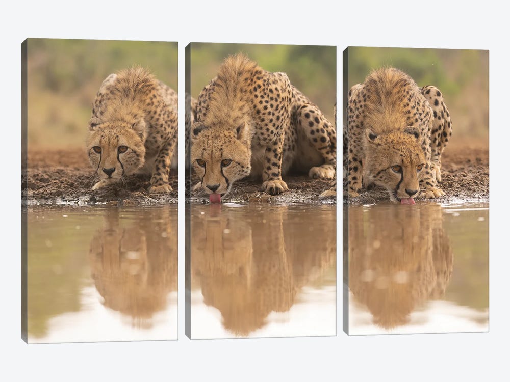 Three Cheetah Sisters Drinking by Robin Scholte 3-piece Canvas Print