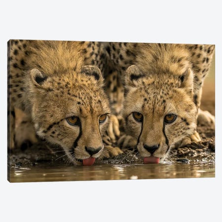 Two Drinking Cheetahs Canvas Print #RLT154} by Robin Scholte Art Print