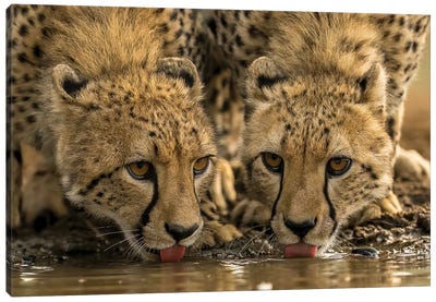 Two Drinking Cheetahs Canvas Art Print - Cheetah Art
