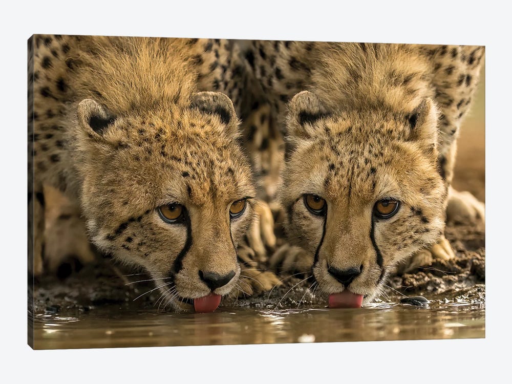 Two Drinking Cheetahs by Robin Scholte 1-piece Art Print