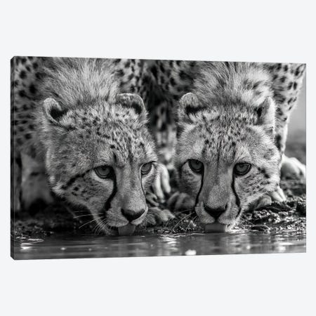 Two Drinking Cheetahs In Black And White Canvas Print #RLT155} by Robin Scholte Art Print