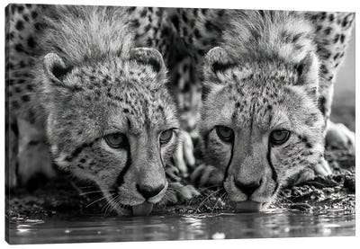 Two Drinking Cheetahs In Black And White Canvas Art Print - Cheetah Art