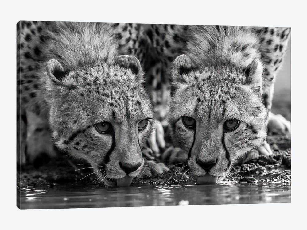 Two Drinking Cheetahs In Black And White by Robin Scholte 1-piece Canvas Art