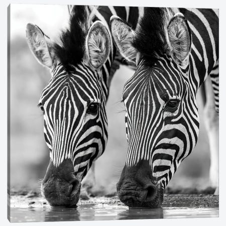 Drinking Zebras Canvas Print #RLT158} by Robin Scholte Canvas Artwork
