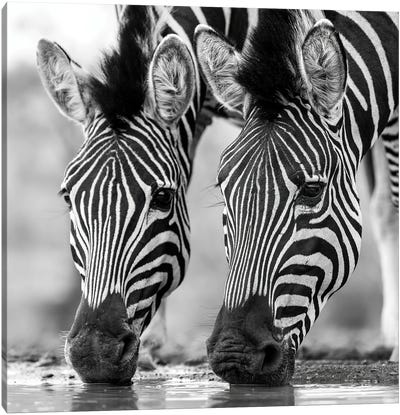 Drinking Zebras Canvas Art Print - Robin Scholte