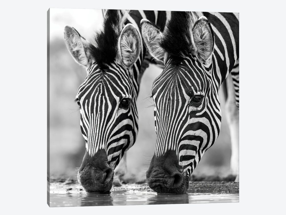 Drinking Zebras by Robin Scholte 1-piece Art Print
