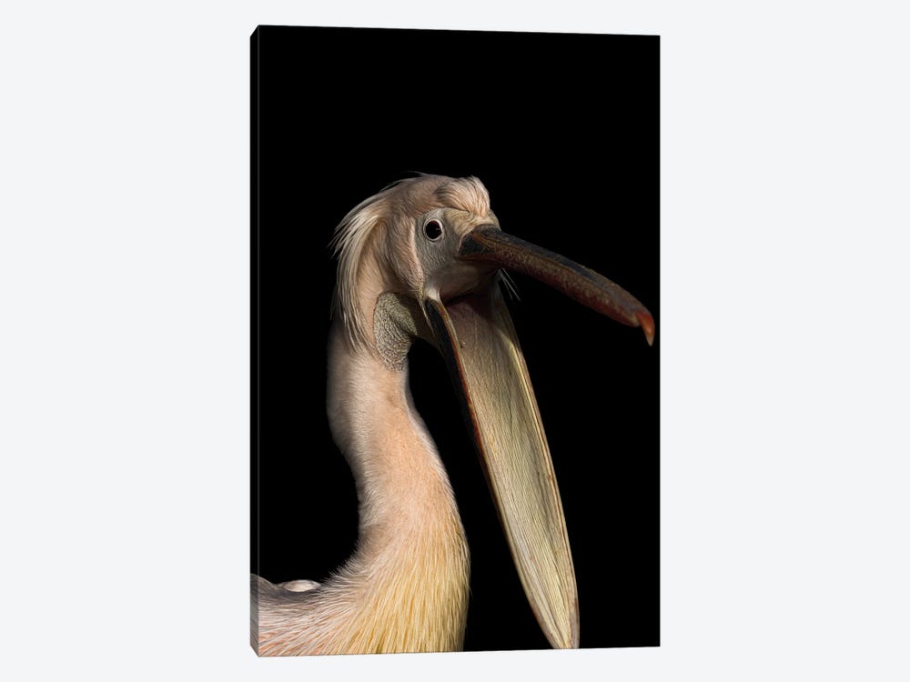 Hungry Pelican by Robin Scholte 1-piece Canvas Art