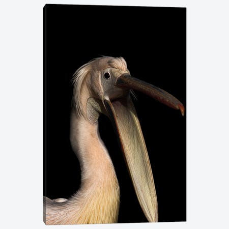 Hungry Pelican Canvas Print #RLT15} by Robin Scholte Art Print