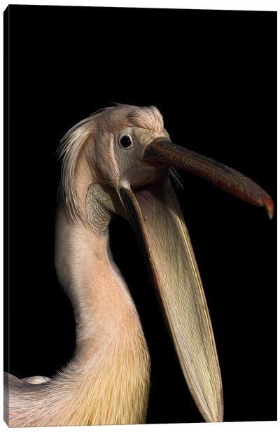 Hungry Pelican Canvas Art Print - Pelican Art