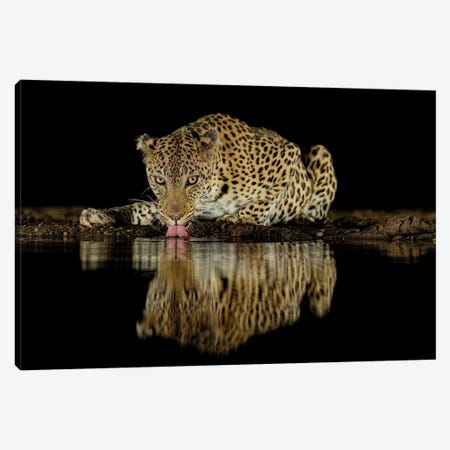 Drinking Leopard At Night With Reflection Canvas Print #RLT168} by Robin Scholte Canvas Print