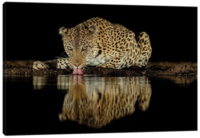 Drinking Leopard At Night With Reflection Canvas Art Print - Cheetah Art