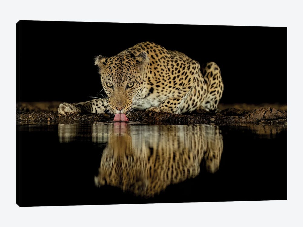 Drinking Leopard At Night With Reflection by Robin Scholte 1-piece Canvas Artwork