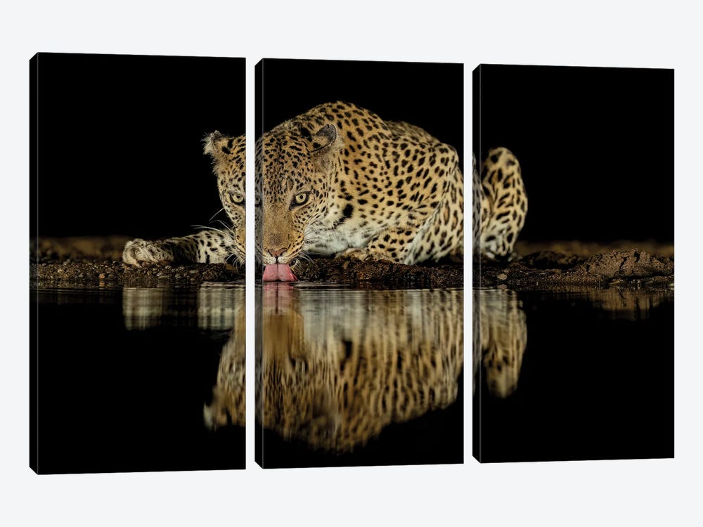Drinking Leopard At Night With Reflection by Robin Scholte 3-piece Canvas Artwork