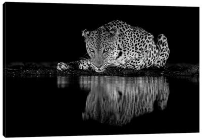Leopard Eyes In Black And White Canvas Art Print - Robin Scholte