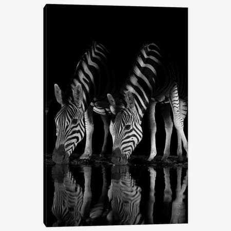 Drinking Zebras At Night Canvas Print #RLT173} by Robin Scholte Canvas Art