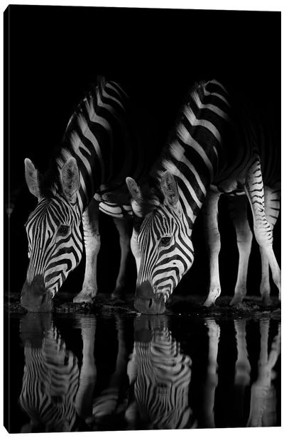 Drinking Zebras At Night Canvas Art Print - Robin Scholte