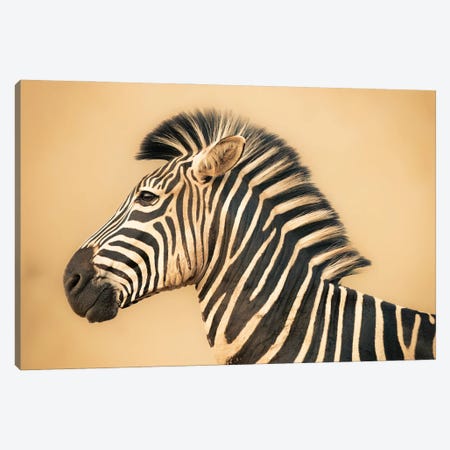 Portrait Of A Zebra Canvas Print #RLT175} by Robin Scholte Canvas Print