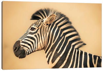 Portrait Of A Zebra Canvas Art Print - Robin Scholte