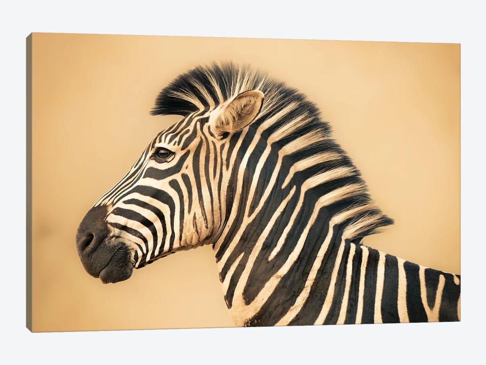 Portrait Of A Zebra by Robin Scholte 1-piece Canvas Wall Art