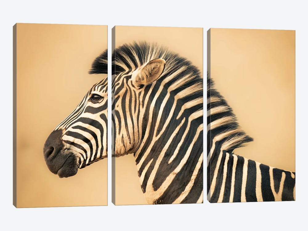 Portrait Of A Zebra by Robin Scholte 3-piece Canvas Wall Art