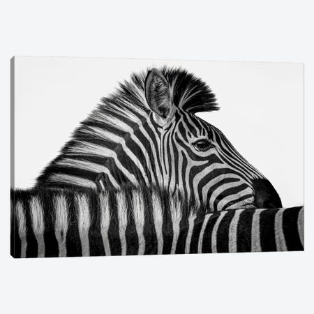 Zebra Stripes Canvas Print #RLT177} by Robin Scholte Canvas Print