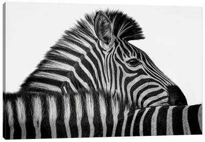 Zebra Stripes Canvas Art Print - Robin Scholte