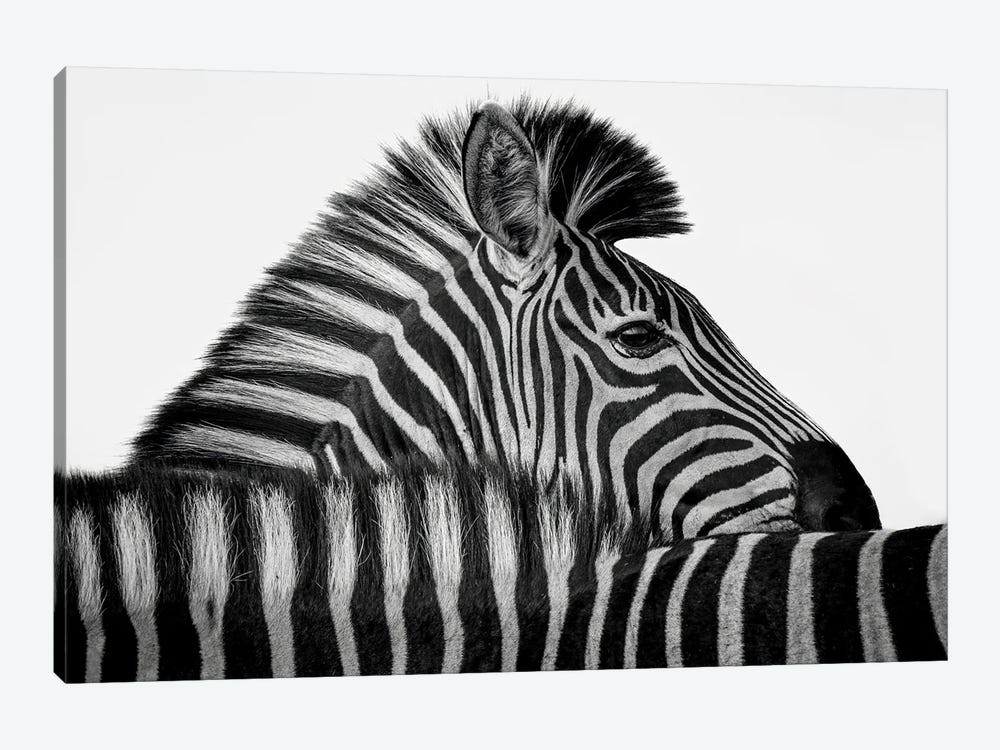 Zebra Stripes by Robin Scholte 1-piece Canvas Wall Art