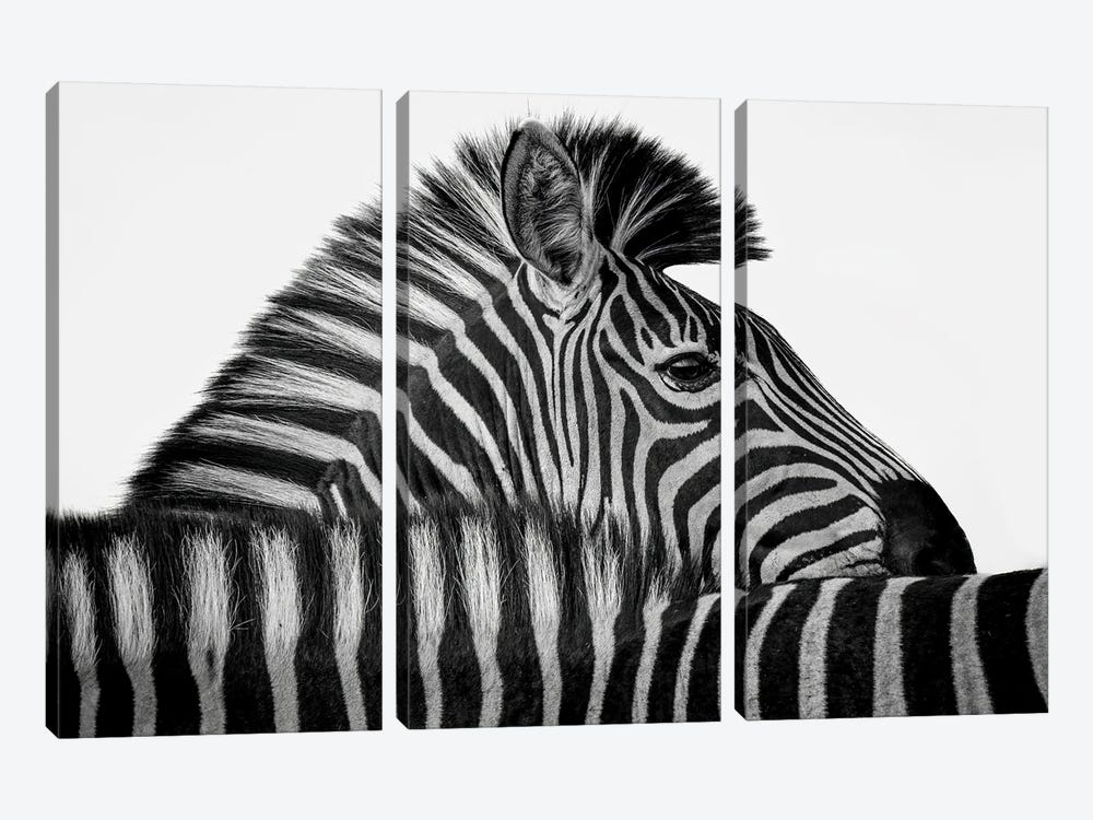 Zebra Stripes by Robin Scholte 3-piece Canvas Artwork