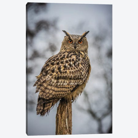 European Eagle Owl Canvas Print #RLT19} by Robin Scholte Canvas Artwork