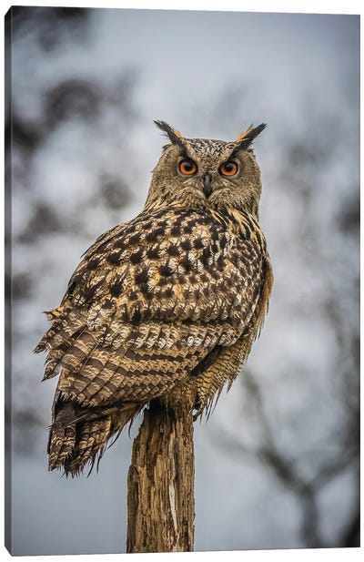 European Eagle Owl Canvas Art Print - Robin Scholte