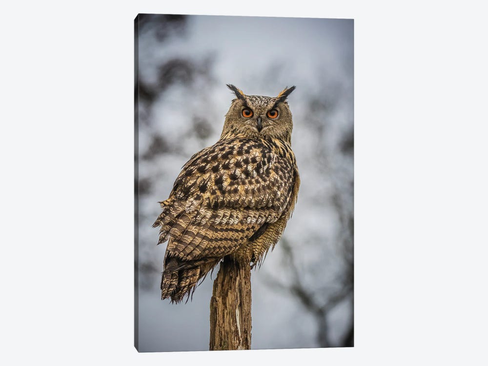 European Eagle Owl by Robin Scholte 1-piece Canvas Artwork