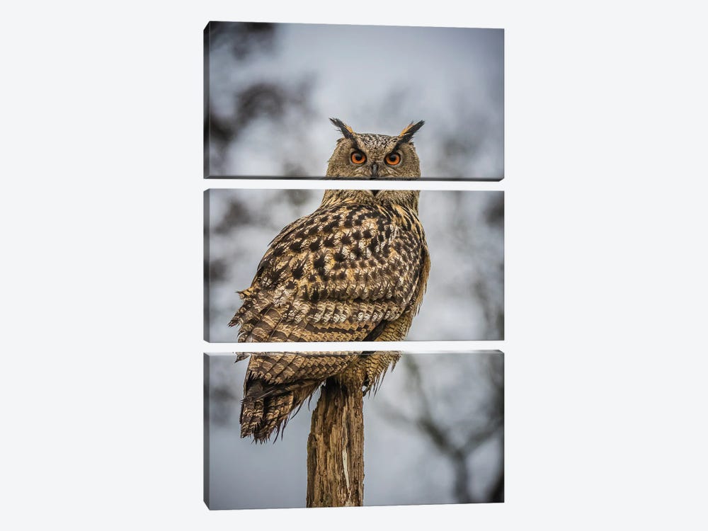 European Eagle Owl by Robin Scholte 3-piece Canvas Wall Art