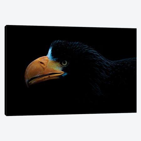 Steller's Sea Eagle Canvas Print #RLT21} by Robin Scholte Canvas Art Print