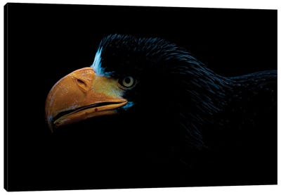 Steller's Sea Eagle Canvas Art Print - Robin Scholte