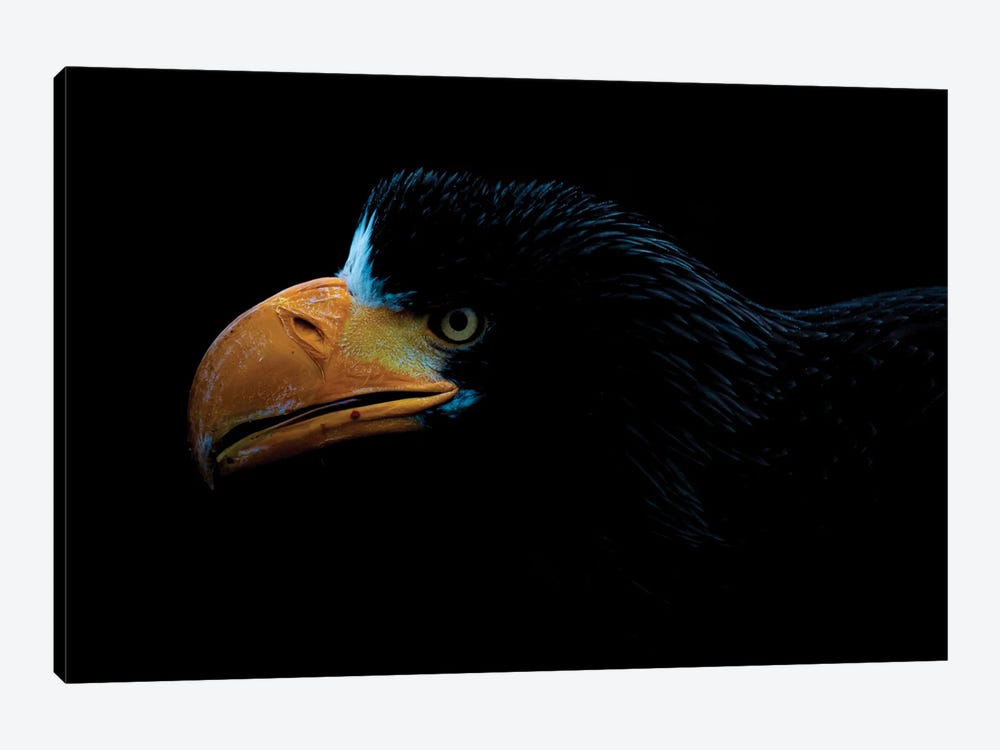 Steller's Sea Eagle by Robin Scholte 1-piece Canvas Art Print