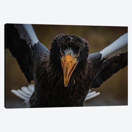 Angry Bird (Steller's Sea Eagle) Canvas Print #RLT22} by Robin Scholte Canvas Print