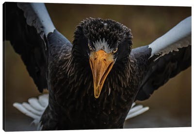 Angry Bird (Steller's Sea Eagle) Canvas Art Print - Robin Scholte